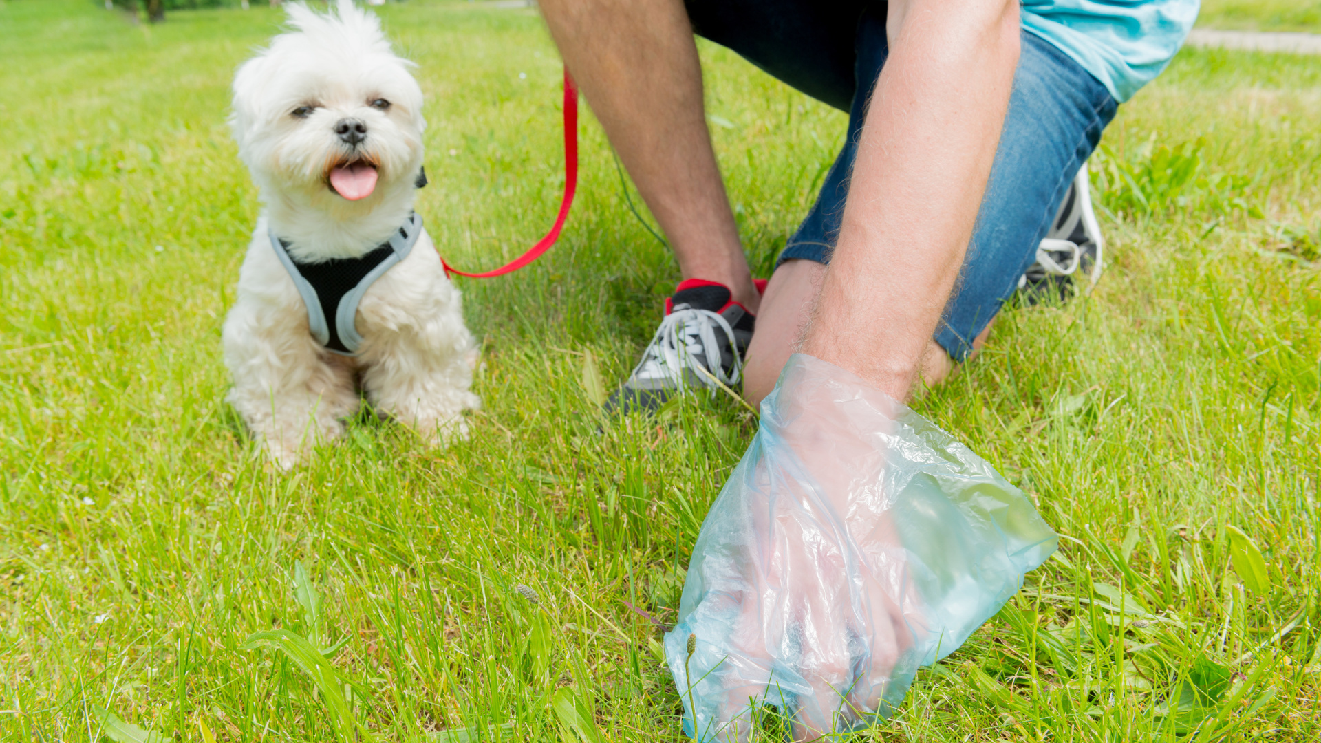Pet Poop Cleanup Services